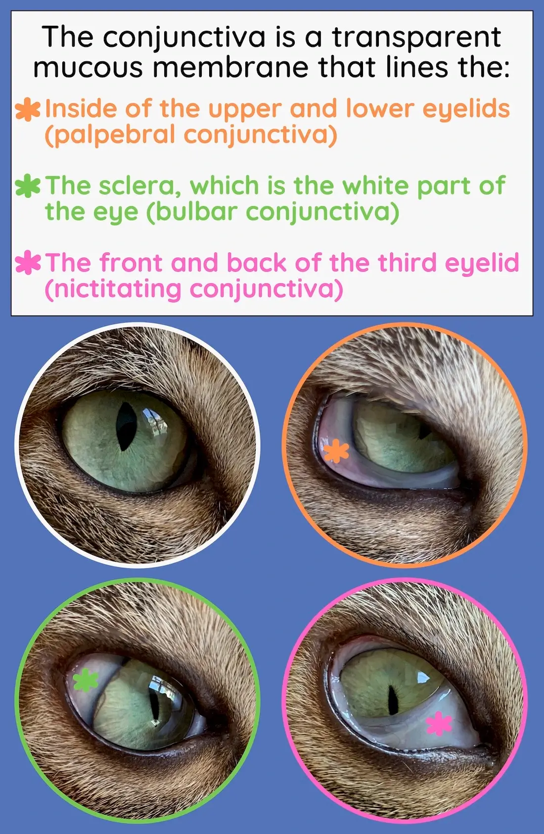 A Vet's Guide to Cat Flu Treatment, Recovery + Much More